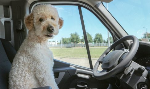 dog-driver