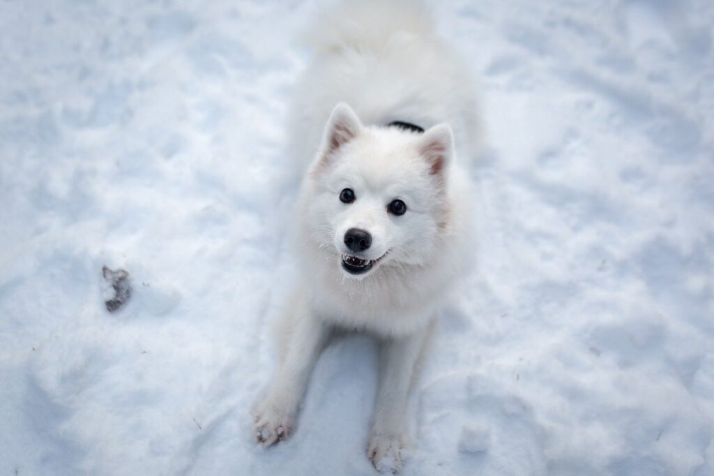 white-dog