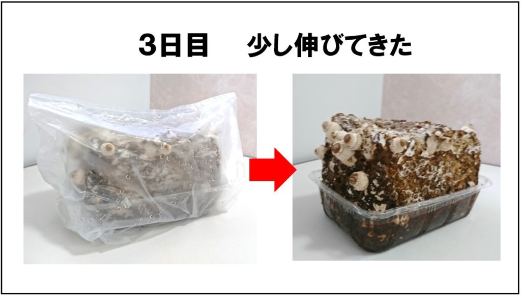 hida-takayama-shiitake-kit